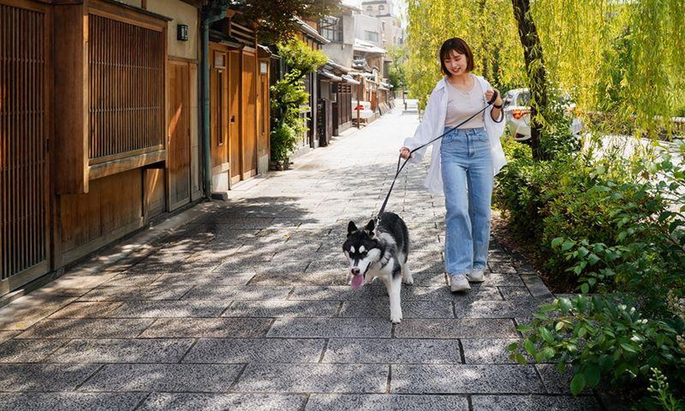 What Happens When a Domestic Helper Is Injured by a Pet?